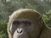 Un fósil de una nueva especie hallada en Egipto redefine el origen de los simios modernos