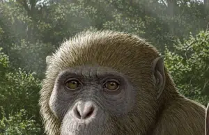 Un fósil de una nueva especie hallada en Egipto redefine el origen de los simios modernos