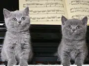 La música puede reducir la ansiedad y mejorar la recuperación de perros y gatos, según estudio