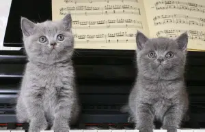 La música puede reducir la ansiedad y mejorar la recuperación de perros y gatos, según estudio