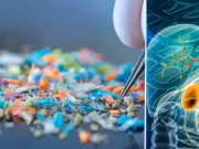 Detectan microplásticos en la bilis humana y alertan sobre un posible ‘reservorio oculto’ en el cuerpo que ingerimos sin saber