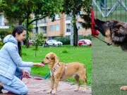 ¿Cuáles son las obligaciones de tener un perro en Colombia? Pagos, normas y responsabilidades del dueño