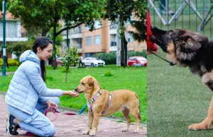 ¿Cuáles son las obligaciones de tener un perro en Colombia? Pagos, normas y responsabilidades del dueño