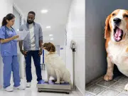 La diabetes en perros es una realidad: dueños se dan cuenta cuando la enfermedad está muy avanzada