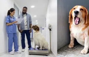 La diabetes en perros es una realidad: dueños se dan cuenta cuando la enfermedad está muy avanzada