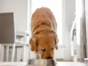 ¿Cuántas veces al día deben comer un gato o un perro? Su frecuencia y cantidad es completamente distinta, según veterinarios