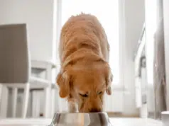 ¿Cuántas veces al día deben comer un gato o un perro? Su frecuencia y cantidad es completamente distinta, según veterinarios