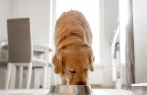 ¿Cuántas veces al día deben comer un gato o un perro? Su frecuencia y cantidad es completamente distinta, según veterinarios