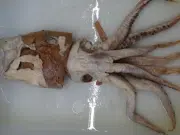 Tras 70 años de estudio, el ‘calamar del Poseidón’ encontrado en el estómago de una ballena resultó ser una especie nueva