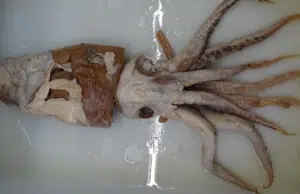 Tras 70 años de estudio, el ‘calamar del Poseidón’ encontrado en el estómago de una ballena resultó ser una especie nueva
