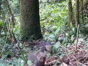 Avistamiento histórico: cámaras trampa captan a jaguarundí con su cría en zona rural de Itagüí