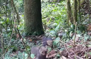 Avistamiento histórico: cámaras trampa captan a jaguarundí con su cría en zona rural de Itagüí