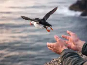 Lanzan crías de aves en peligro de extinción desde acantilados en Islandia, pero el desconcertante gesto es clave para poder salvarlas