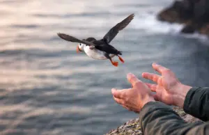 Lanzan crías de aves en peligro de extinción desde acantilados en Islandia, pero el desconcertante gesto es clave para poder salvarlas