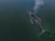 La triste historia de la ballena que quiere morir en Alemania y que ya no es posible salvar: se estacionó en una bahía