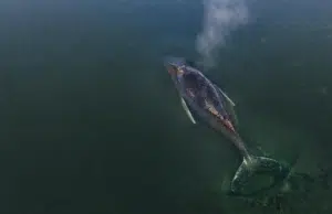 La triste historia de la ballena que quiere morir en Alemania y que ya no es posible salvar: se estacionó en una bahía