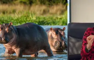 ¿Cuántos hipopótamos serán sacrificados en Colombia? MinAmbiente fija la cifra para frenar la especie invasora