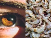 Este es el peligroso virus que antes solo afectaba a animales acuáticos y que ahora puede transmitirse a humanos: síntomas y recomendaciones