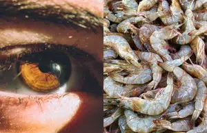 Este es el peligroso virus que antes solo afectaba a animales acuáticos y que ahora puede transmitirse a humanos: síntomas y recomendaciones