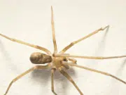 Esta es la araña que vive en casas de Colombia y que fue nombrada en honor a Pink Floyd: así fue la historia