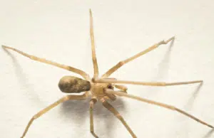 Esta es la araña que vive en casas de Colombia y que fue nombrada en honor a Pink Floyd: así fue la historia