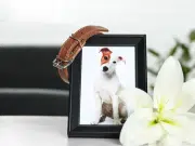 Animales de casa abren debate sobre licencias laborales