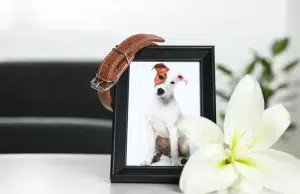 Animales de casa abren debate sobre licencias laborales