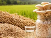 Hongo del Tolima y un aditivo clave: la fórmula que convierte residuos de arroz en recurso útil