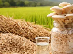 Hongo del Tolima y un aditivo clave: la fórmula que convierte residuos de arroz en recurso útil