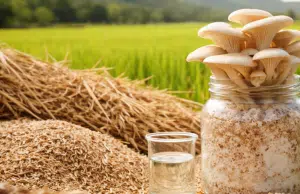 Hongo del Tolima y un aditivo clave: la fórmula que convierte residuos de arroz en recurso útil