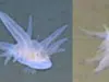 Descubren misterioso animal a 9.000 metros bajo el mar: científicos no logran explicarlo