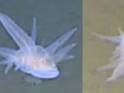 Descubren misterioso animal a 9.000 metros bajo el mar: científicos no logran explicarlo