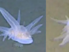 Descubren misterioso animal a 9.000 metros bajo el mar: científicos no logran explicarlo