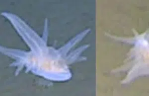 Descubren misterioso animal a 9.000 metros bajo el mar: científicos no logran explicarlo