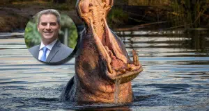 Exministro de Ambiente Carlos Correa defiende eutanasia de hipopótamos y advierte que son ‘una amenaza para la biodiversidad’