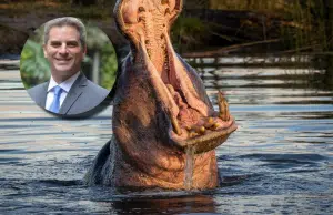 Exministro de Ambiente Carlos Correa defiende eutanasia de hipopótamos y advierte que son ‘una amenaza para la biodiversidad’