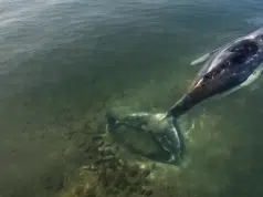 Timmy, la ballena jorobada que logró liberarse tras estar atrapada durante semanas en el mar Báltico
