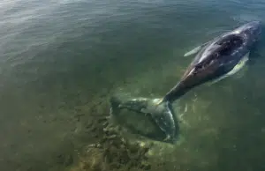 Timmy, la ballena jorobada que logró liberarse tras estar atrapada durante semanas en el mar Báltico