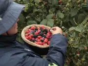 Agricultores colombianos resaltan los beneficios que tienen los frutos rojos para la salud y protagonizan campaña que visibiliza al agro nacional