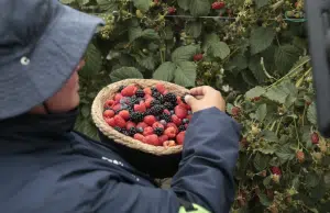 Agricultores colombianos resaltan los beneficios que tienen los frutos rojos para la salud y protagonizan campaña que visibiliza al agro nacional