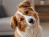 ¿Por qué los perros inclinan la cabeza cuando les hablan? La ciencia responde