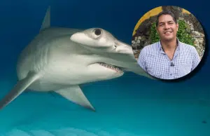 ‘Los tiburones martillo están casi extintos’: La advertencia de un experto sobre esta y otras especies de escualos en América Latina
