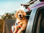 Viajar con mascotas gana terreno: crece la demanda de alojamientos pet-friendly