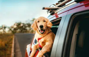 Viajar con mascotas gana terreno: crece la demanda de alojamientos pet-friendly