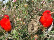 Este es el pájaro rojo que está apareciendo en Bogotá: Viene de muy lejos y esto es lo que come