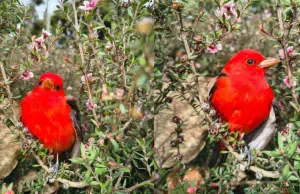 Este es el pájaro rojo que está apareciendo en Bogotá: Viene de muy lejos y esto es lo que come
