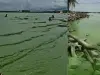 ¿Por qué el mar de Turbo, en el Urabá, cambió su color por un verde intenso y qué tan peligroso es este fenómeno para los bañistas? Expertos explican