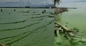 ¿Por qué el mar de Turbo, en el Urabá, cambió su color por un verde intenso y qué tan peligroso es este fenómeno para los bañistas? Expertos explican