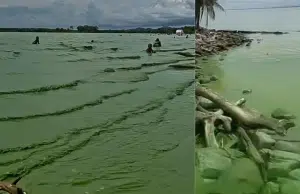 ¿Por qué el mar de Turbo, en el Urabá, cambió su color por un verde intenso y qué tan peligroso es este fenómeno para los bañistas? Expertos explican