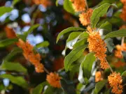 Este es el árbol que perfuma su casa y su jardín: crece perfecto en una matera, ideal para espacios pequeños